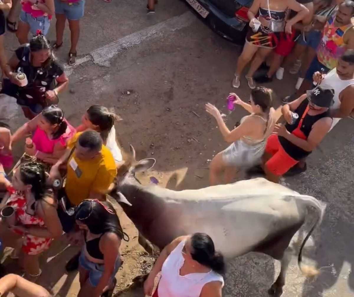 Vaca assustada invade carnaval de rua e fere três no RN