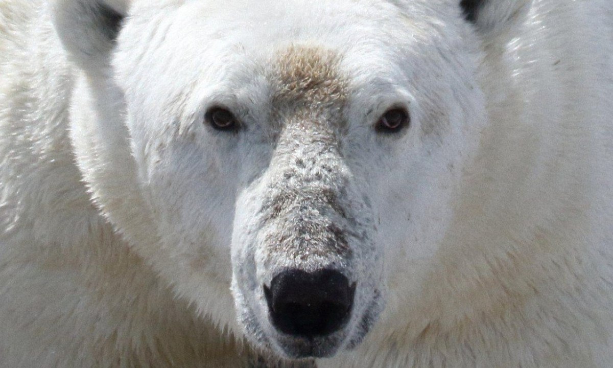 O urso polar se tornou o exemplo da crescente ameaça das alterações climáticas -  (crédito: David McGeachy)