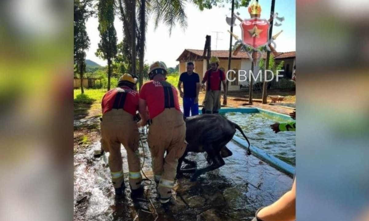 Deu trabalho retirar o bezerro de dentro da piscina, onde caiu ainda não se sabe como -  (crédito: CBMDF/Divulgação)