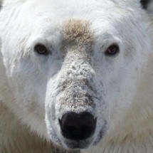 Fome ameaça vida dos ursos polares com derretimento glacial no Ártico - David McGeachy