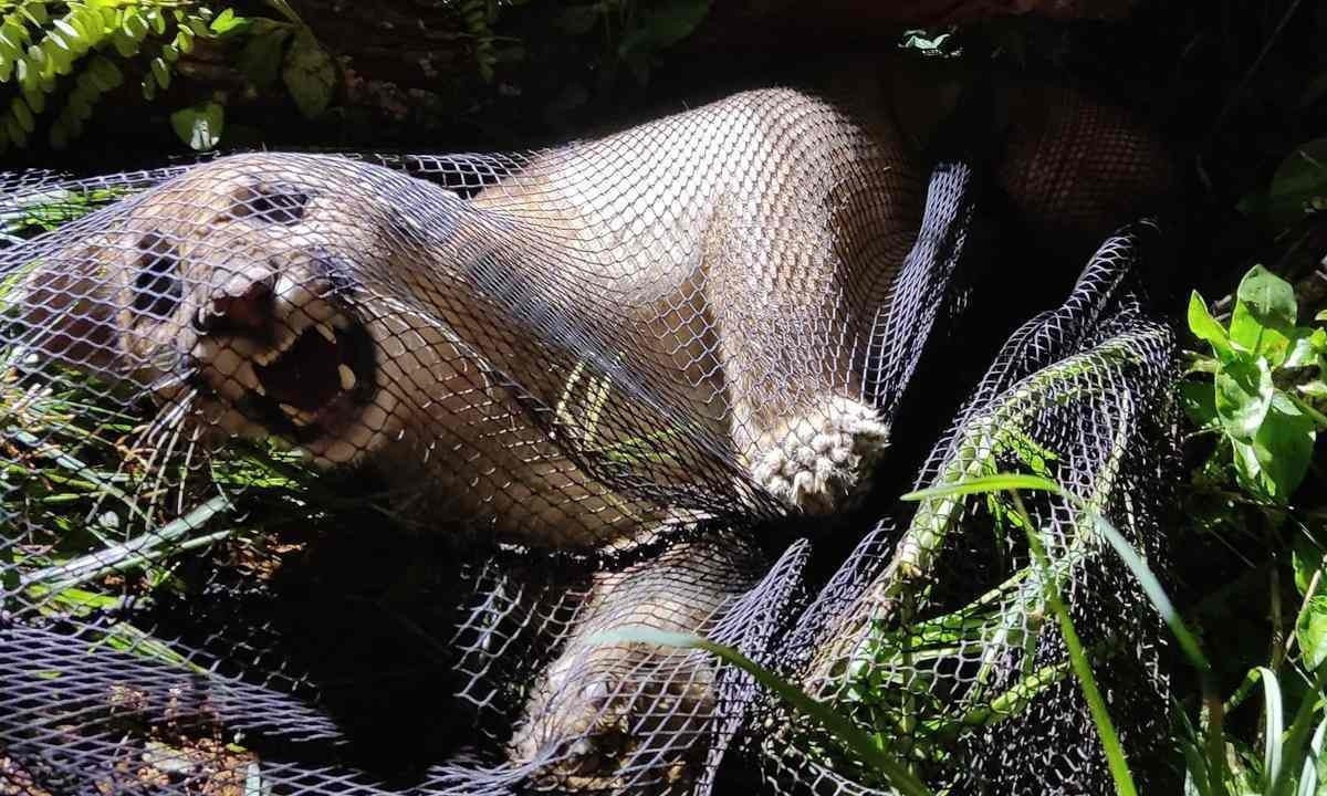 Momento da captura da onça, ocorrida na zona rural de Campos Altos, no Triângulo Mineiro -  (crédito: 8º BBM/Divulgação)