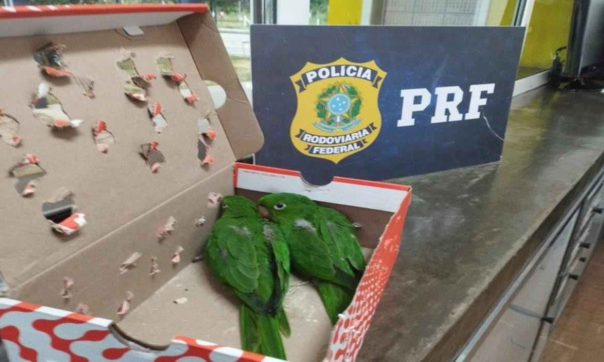 Maritacas foram encontradas dentro de caixa de sapato -  (crédito: Divulgação / PRF)