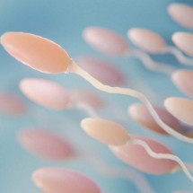 Estudo liga agrotóxicos a declínio global da fertilidade masculina e da contagem de espermatozoides - Freepik