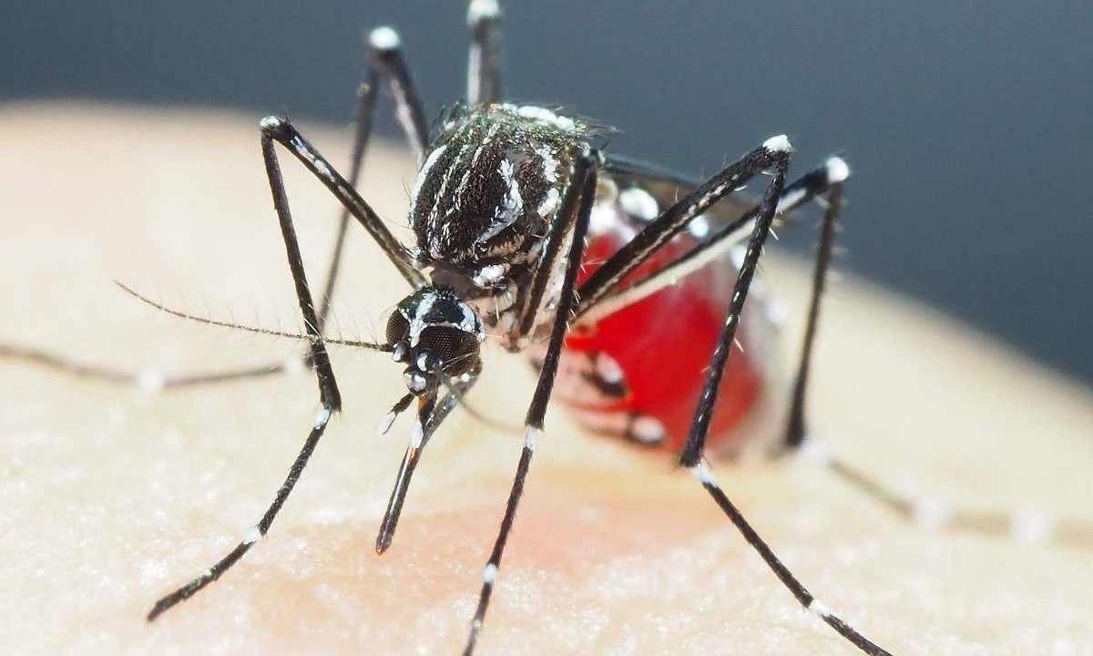 A doença é transmitida pela mosquito Aedes aegypti.  -  (crédito: SHINJI KASAI / COURTESY OF SHINJI KASAI / AFP)