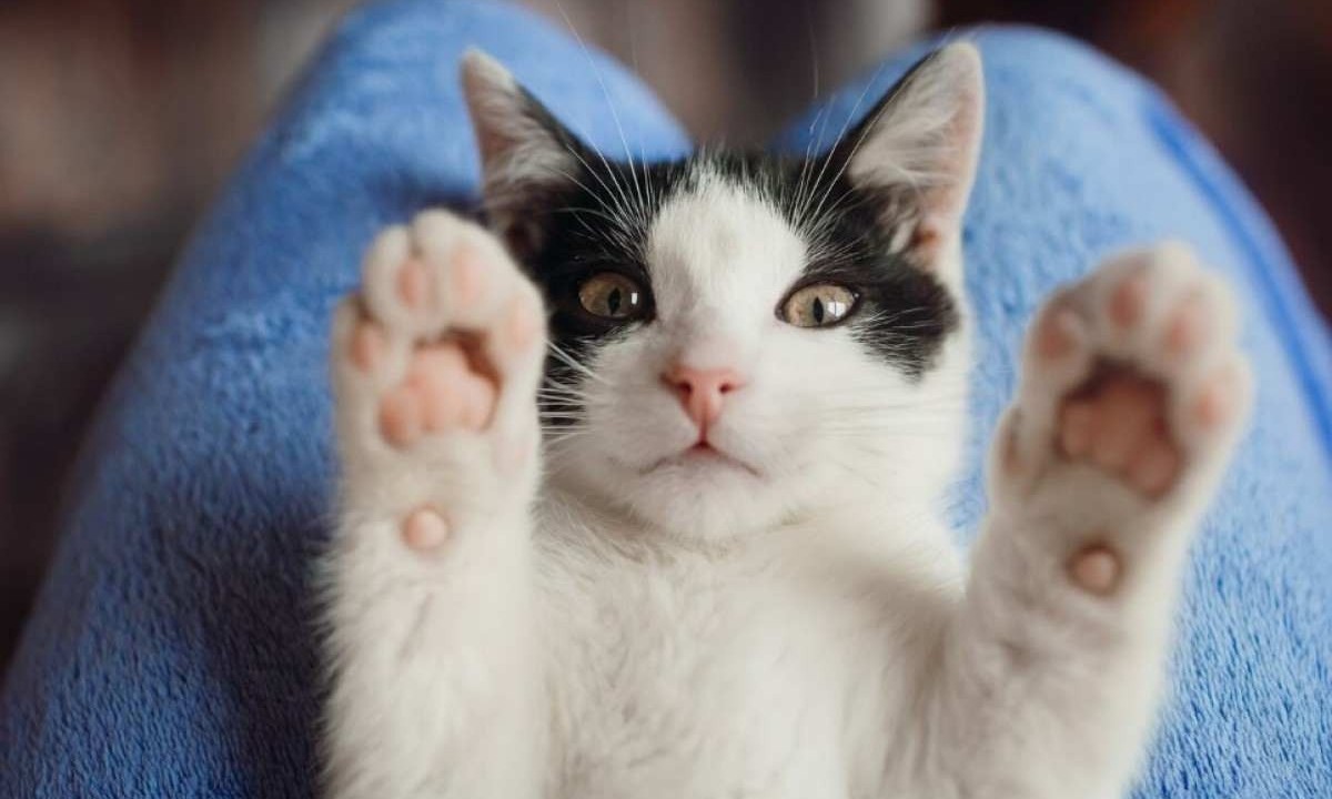 Assim como todos os animais, os gatos também necessitam de cuidados especiais -  (crédito: Freepic.diller/ freepik)