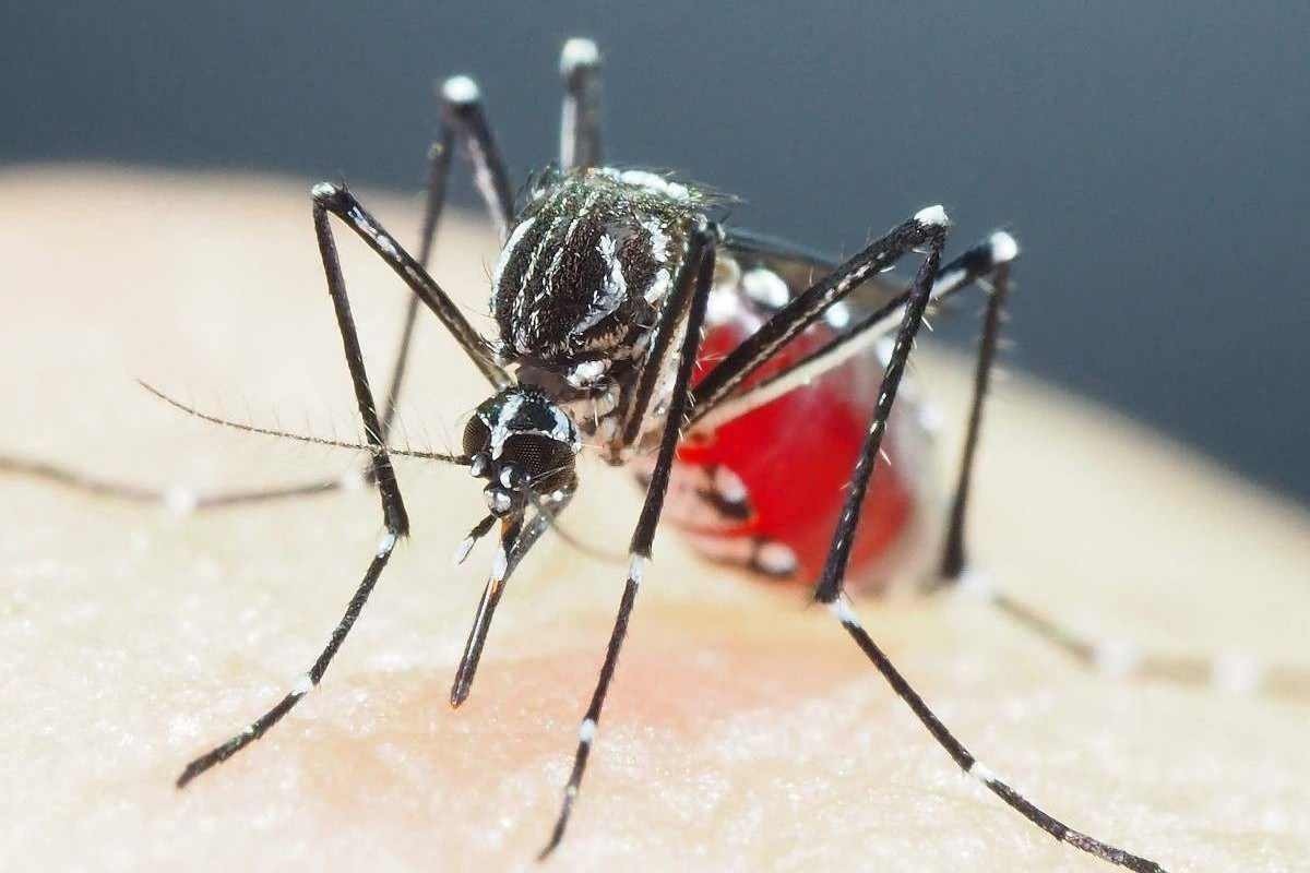O que cada um tem na pele que atrai ou repele o Aedes aegypti
