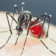 O que cada um tem na pele que atrai ou repele o Aedes aegypti - SHINJI KASAI / COURTESY OF SHINJI KASAI / AFP