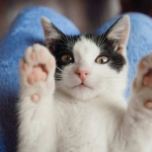 5 dicas e curiosidades no Dia Mundial dos Gatos; confira - Freepic.diller/ freepik