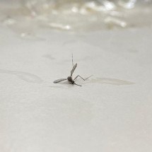 Minas Gerais ultrapassa os 190 mil casos prováveis de dengue  - Clara Mariz/ EM/ D.A Press