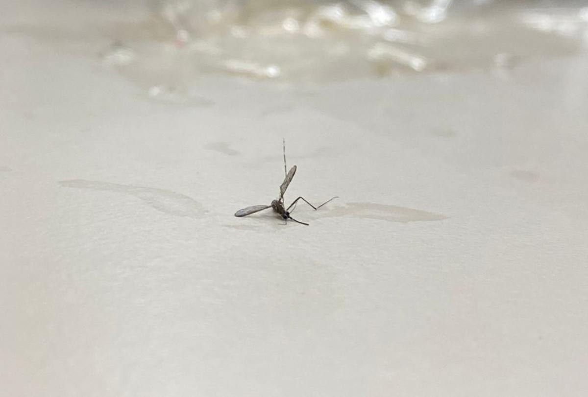 Minas Gerais ultrapassa os 190 mil casos prováveis de dengue 