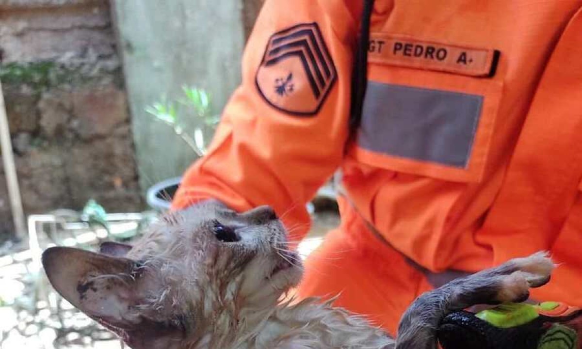Gato foi resgatado depois de cair em cisterna no interior de Minas -  (crédito: Corpo de Bombeiros/Divulgação)