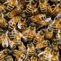 Carteiro morre ao ser atacado por abelhas durante entrega no litoral de SP - Pixabay
