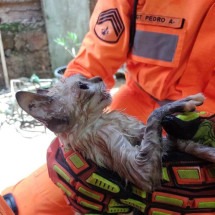 Gato é resgatado pelos bombeiros depois de ficar quatro horas preso em cisterna - Corpo de Bombeiros/Divulgação