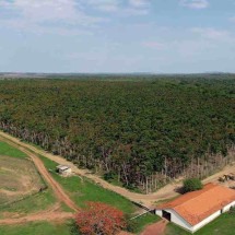 Minas lidera na produção de madeira nobre reflorestada - IBF/Divulgação