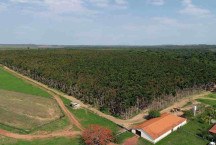Minas lidera na produção de madeira nobre reflorestada