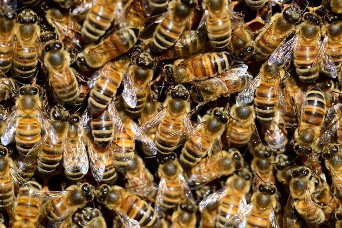 Carteiro morre ao ser atacado por abelhas durante entrega no litoral de SP