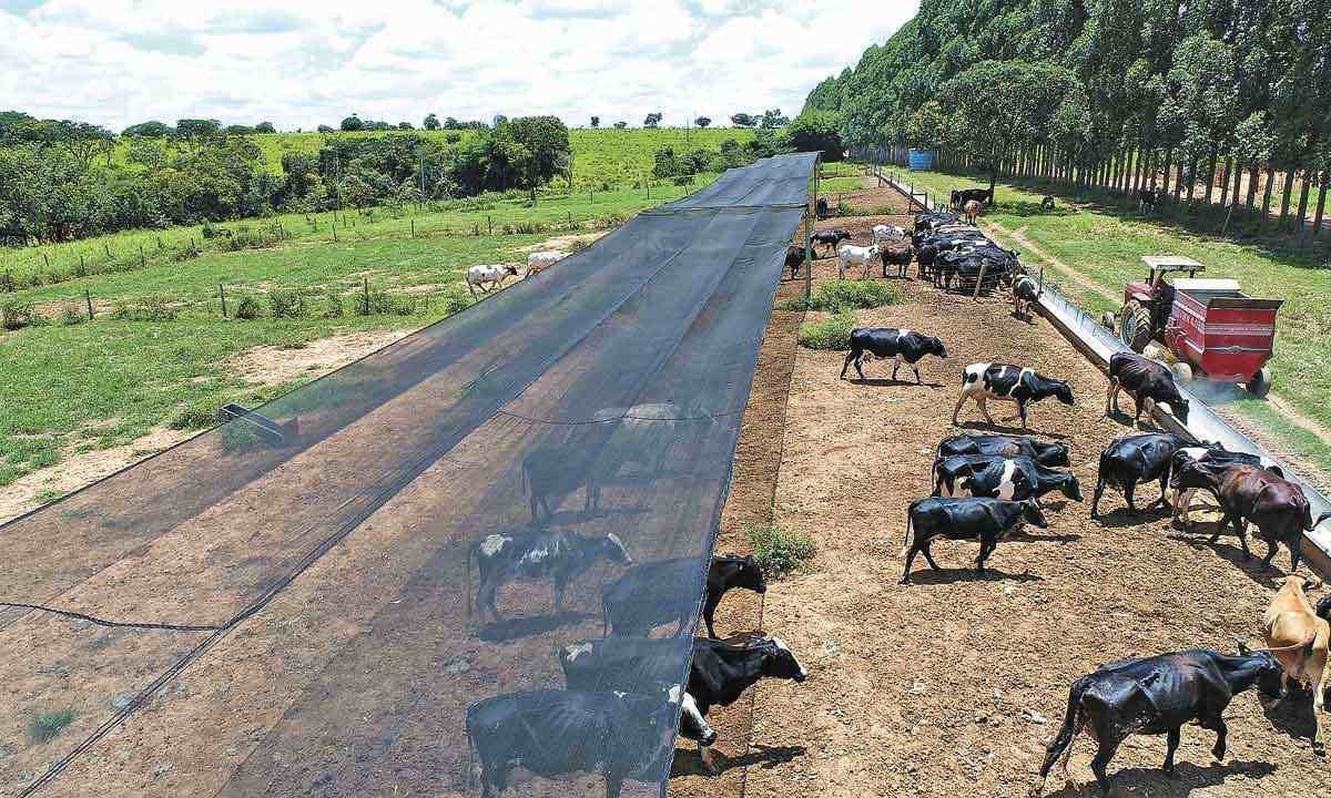 Fazenda com 140 hectares, de Paulo Henrique de Souza lino, em pompéu, na região central de minas, tem 115 vacas leiteiras e ainda não se desfez de parte do gado, mas já dispensou os prestadores de serviço -  (crédito: Arquivo pessoal)