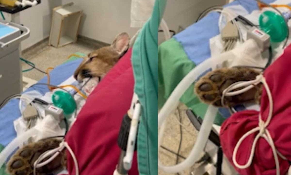A onça, apelidada de Safira, foi atropelada na semana passada na zona rural de Campos Altos, no Triângulo Mineiro -  (crédito: HVU/Divulgação)