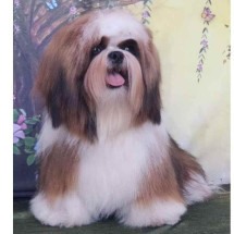 Shih-tzu é atacado e morto por cão de grande porte: "Era como um filho" - Redes Sociais/Reprodução/Instagram 