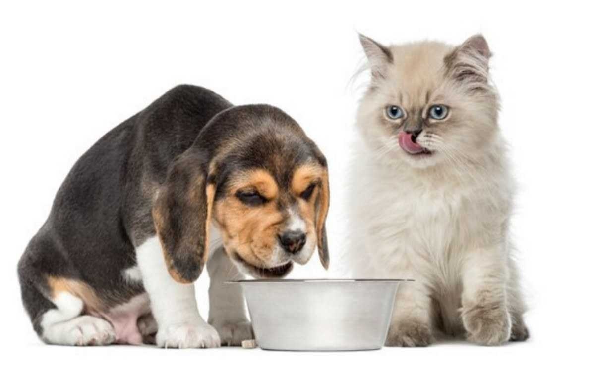 Mitos e verdades sobre a alimentação de cães e gatos