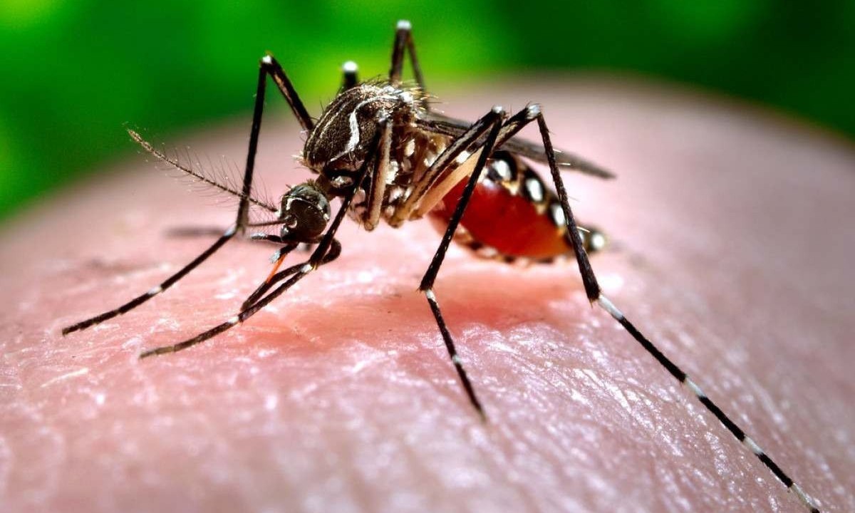  Aedes aegypti, mosquisto transmissor da dengue -  (crédito: James Gathany/Oregon State University )