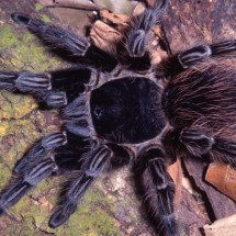 Veneno de aranha brasileira vira esperança de tratamento contra câncer - Rogério Bertani/Instituto Butantan