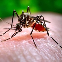 Procura-se um mosquito - James Gathany/Oregon State University 