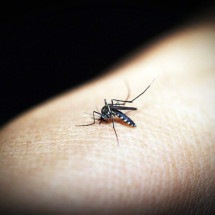 Casos de chikungunya aumentam 25% em BH em quatro dias - 41330/Pixabay