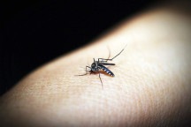 Dengue em BH: Ipsemg deve ser hospital temporário no combate à doença 