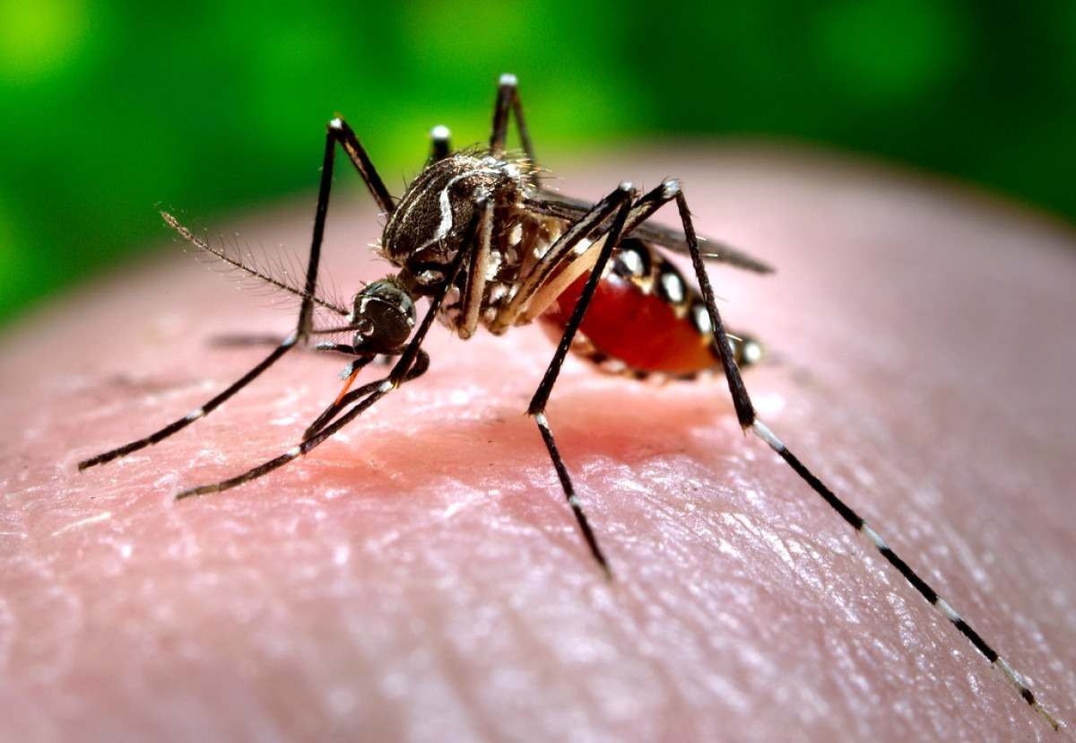 Dengue: Congonhas adota monitoramento biológico para conter a doença 