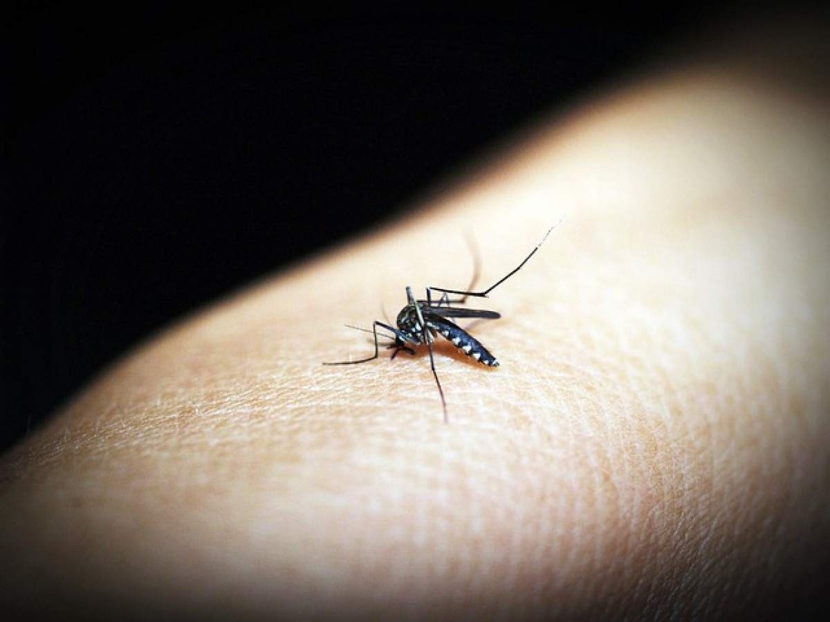 Casos de chikungunya aumentam 25% em BH em quatro dias