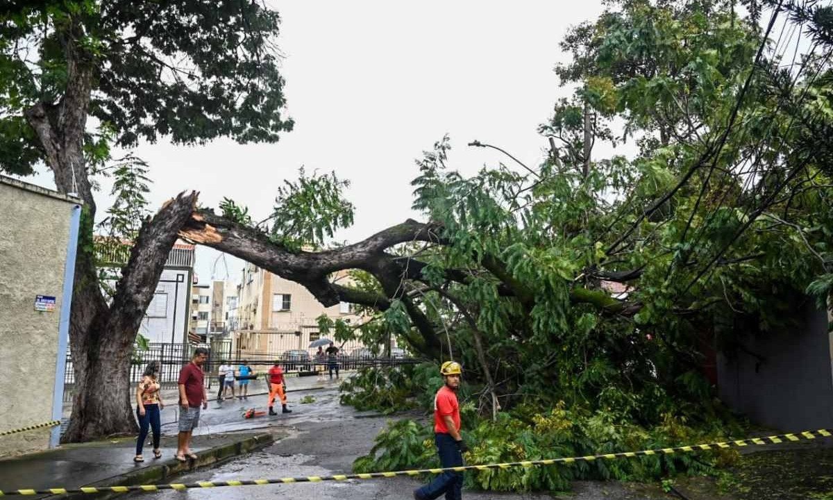 Árvore atingiu a fiação elétrica e deixou moradores sem luz -  (crédito: Leandro Couri/EM/D.A. Press)