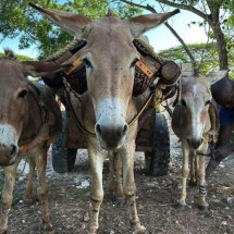 Os milhões de burros mortos todos os anos para produzir remédio tradicional - The Donkey Sanctuary