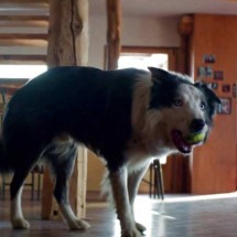 Cachorro leva prêmio em Cannes por atuação em "Anatomia de uma queda" - Divulga&ccedil;&atilde;o