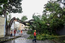 Queda de árvore deixa moradores sem luz no Santa Amélia, em BH