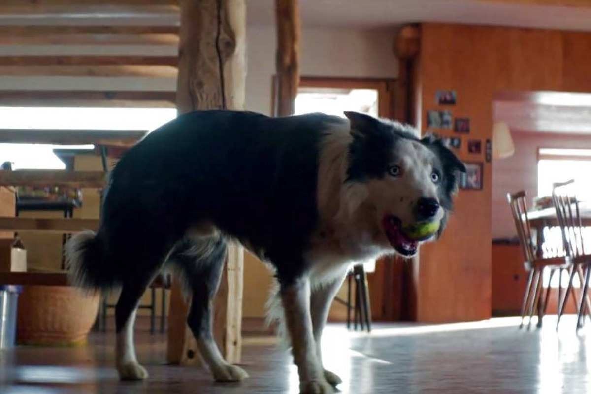 Cachorro leva prêmio em Cannes por atuação em 'Anatomia de uma queda'