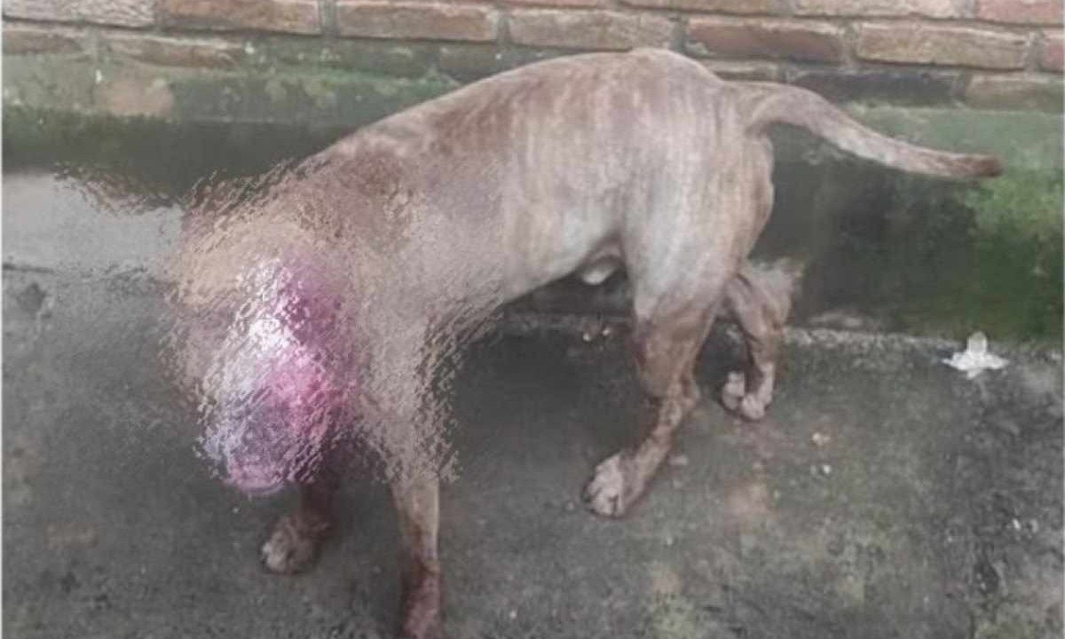 O pitbull precisou ser retirado de cima do homem pelo responsável pela chácara -  (crédito: PMMG/Divulgação)