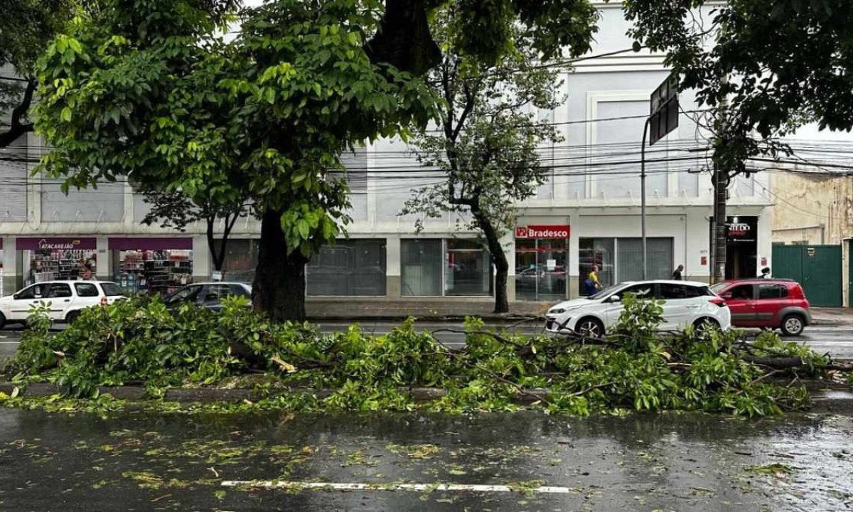 Árvore de grande porte cai sobre 2 carros no Floresta e interdita via -  (crédito: Ramon Lisboa/EM/D.A Press)