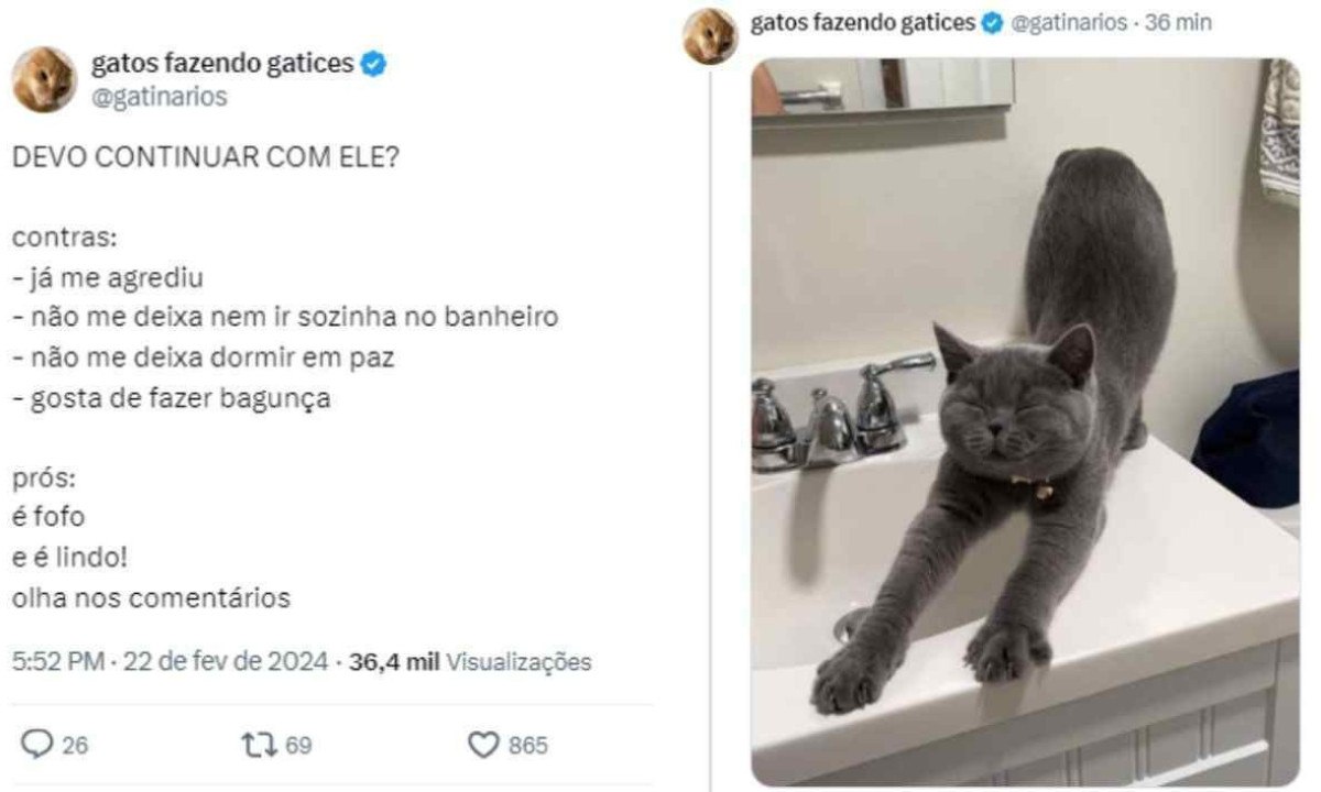 Donos e donas de pets compartilham fotos de seus bichinhos com a frase: 'Devo continuar com ele?' -  (crédito: Redes sociais/Reprodução)