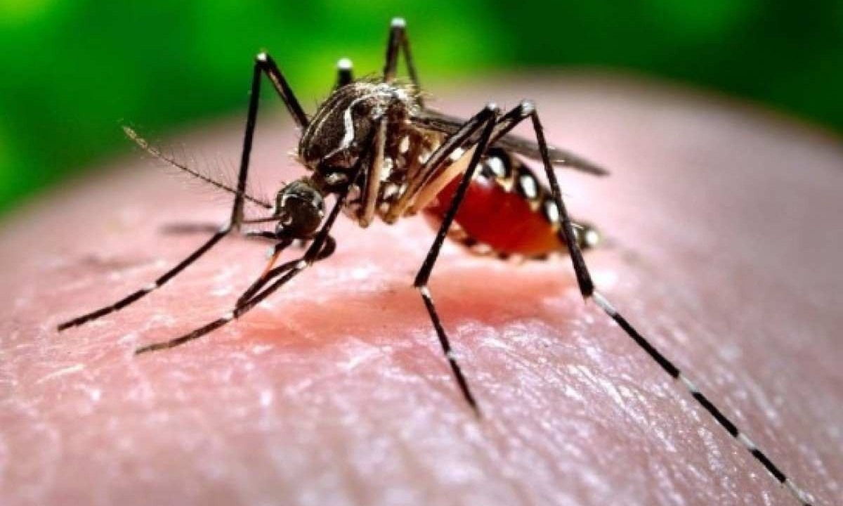 Aedes aegypti, mosquito transmissor da dengue, zika e chikungunya -  (crédito:  James Gathany/Oregon State University)
