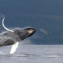 O mistério do canto das baleias desvendado por cientistas - Olga Filatova, Universidade do Sul da Dinamarca