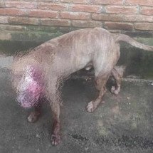 Ataque de pitbull: homem perde o antebraço depois de tentar furtar chácara - PMMG/Divulgação