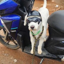 Motorista que levava cachorro de óculos e de capacete é multado - Detran-DF