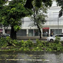 BH: árvore cai, atinge dois carros no Bairro Floresta e interdita via - Ramon Lisboa/EM/D.A Press