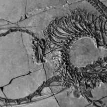 Fóssil revela 'dragão' de 240 milhões de anos - Museus Nacionais da Escócia