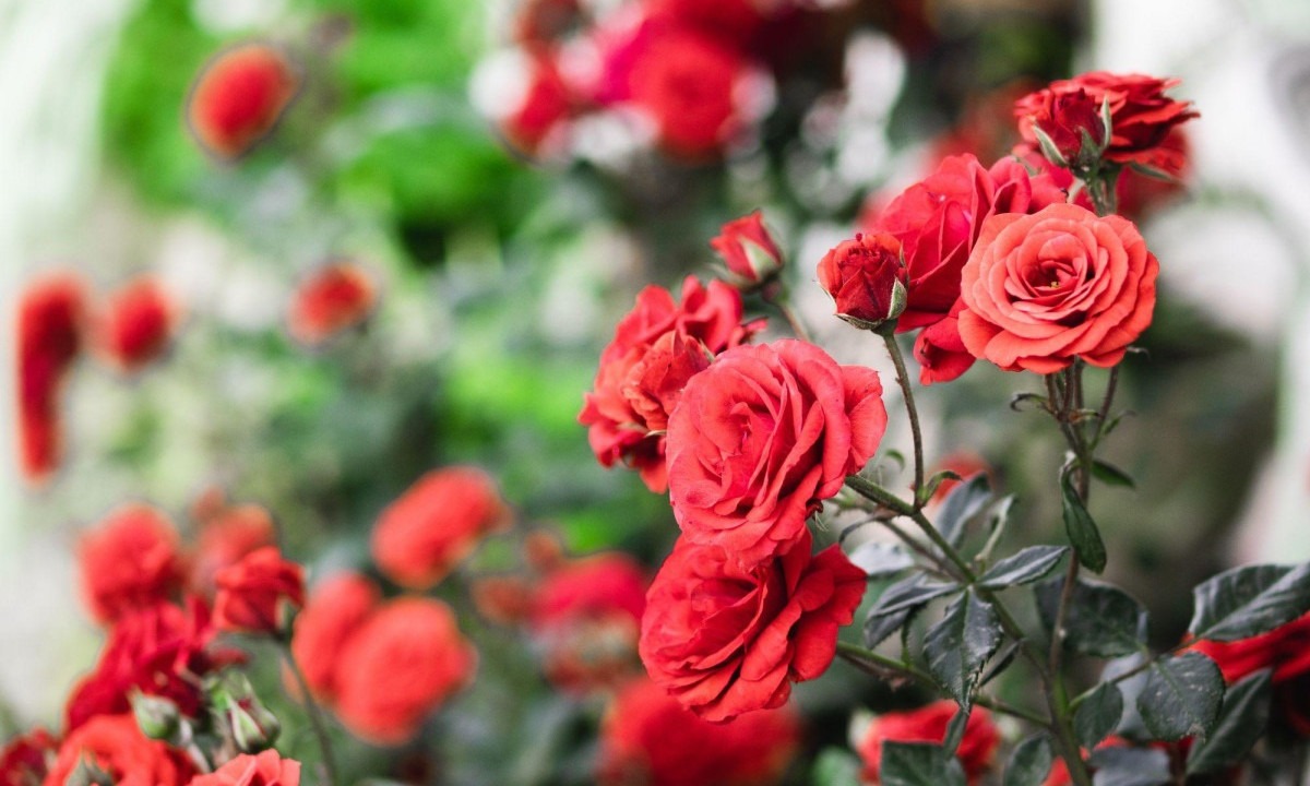 As rosas vendidas em datas comemorativas podem ter sido produzidas em estufas do outro lado do mundo -  (crédito: Getty Images)
