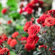 Como rosas vermelhas viraram símbolo da globalização - Getty Images