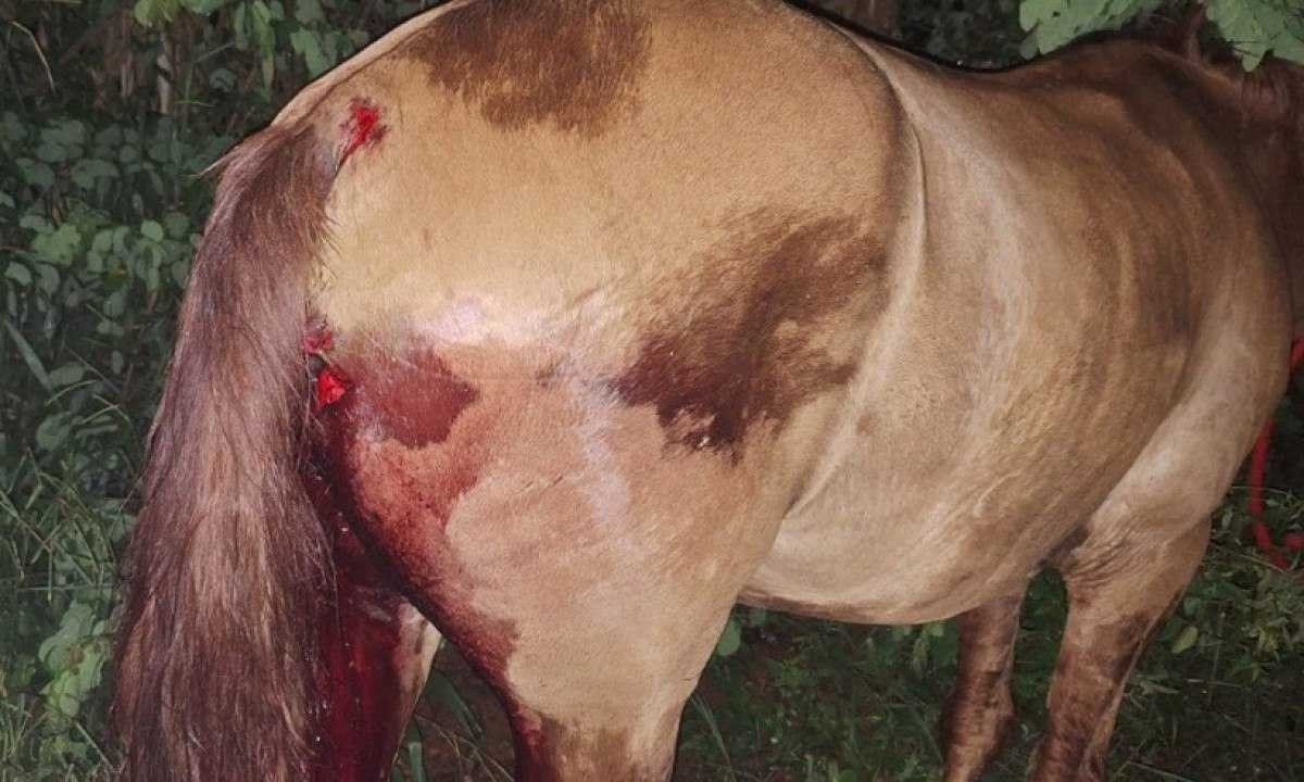 Cavalo ferido foi socorrido e levado para clínica veterinária -  (crédito: CBMMG)