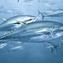 Por que alto nível de mercúrio nos atuns persiste há décadas e intriga cientistas - Getty Images
