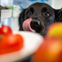 Os donos de pets que gastam com comida 'de gente' para seus bichos - Getty Images